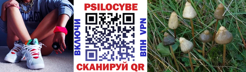 Псилоцибиновые грибы Psilocybe  где продают   кракен сайт  Жигулёвск 